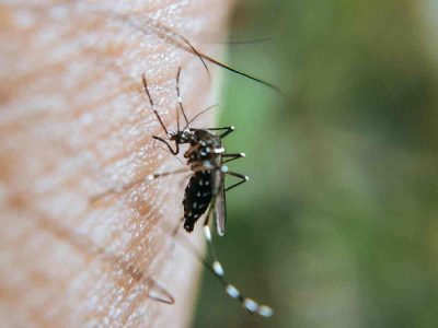 Delhi sees two more dengue deaths, case tally soars to over 2,000