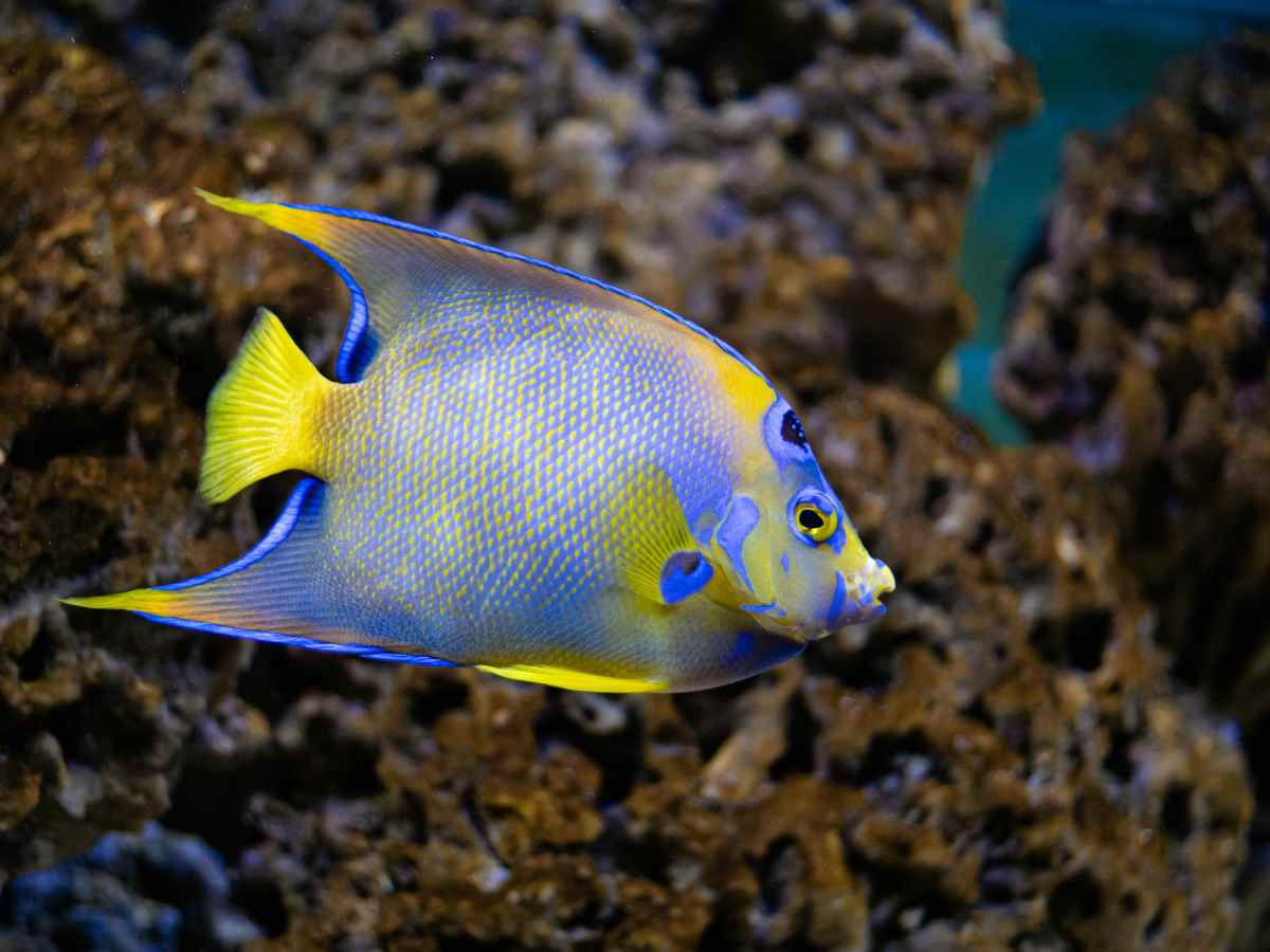 Angelfish - Graceful and elegant, Angelfish are known for their unique triangular shape and flowing fins.