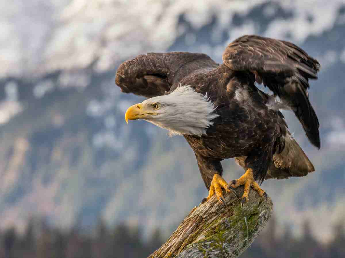 Bald Eagle: Admired for its majestic white head and powerful presence, symbolizing strength and freedom.