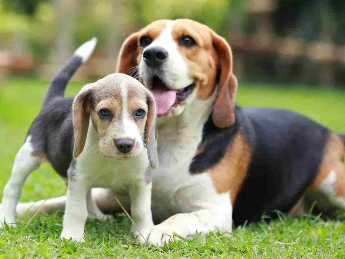 Beagle: Small to medium-sized, with a gentle and curious temperament, ideal for families.