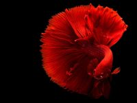 5 Beautiful Fishes for Your Aquarium: Betta Fish