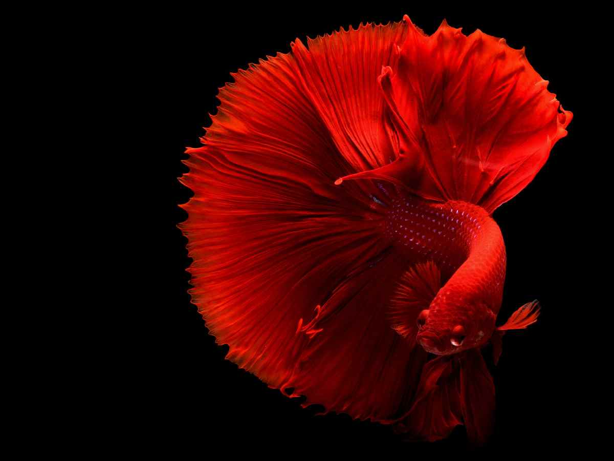 Betta Fish - Vibrant and colorful, Betta fish are known for their long, flowing fins and easy maintenance.