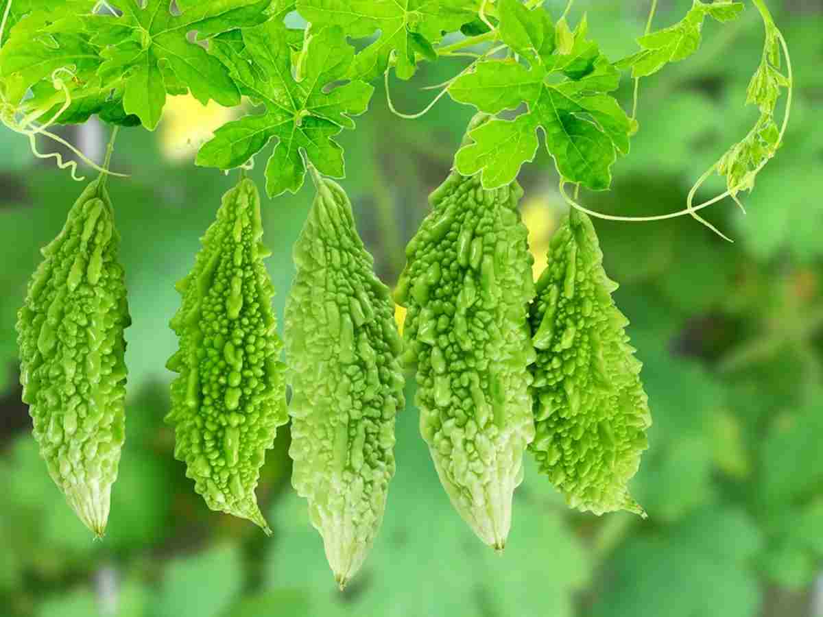 Bitter Gourd (Karela): Despite its bitter taste, it’s great for detoxification and controlling blood sugar levels, making it a healthy choice