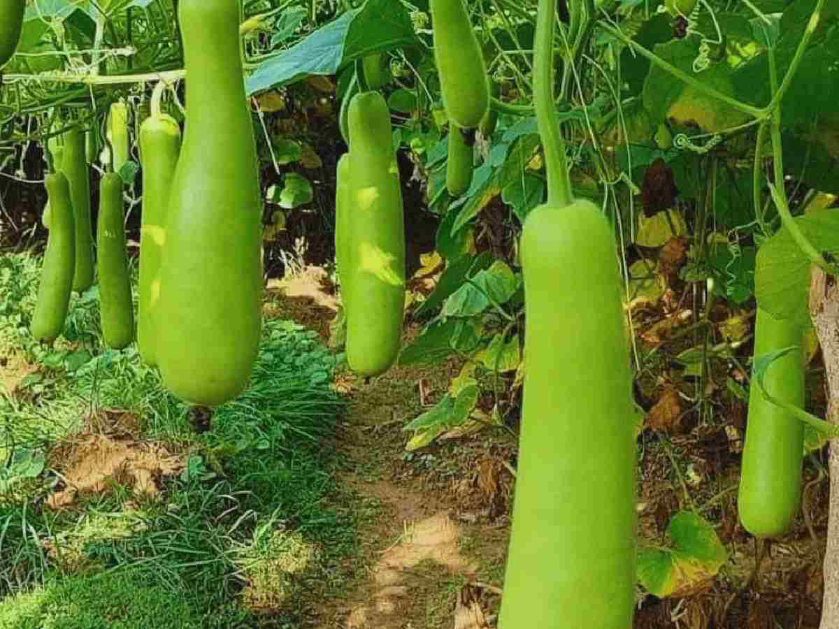 Known for its cooling properties, bottle gourd aids digestion and keeps you hydrated during the monsoon