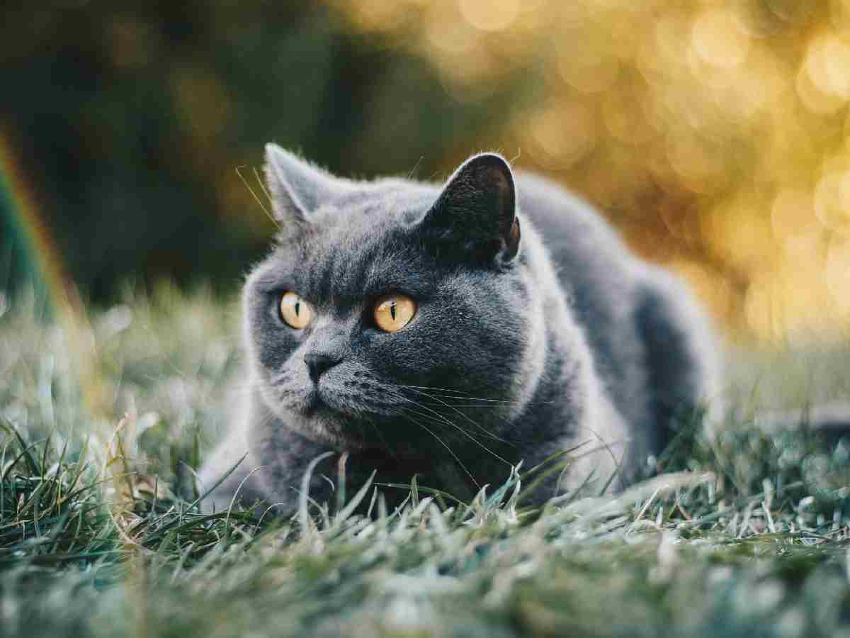 British Shorthair: Round faces and plush coats make them irresistibly adorable.