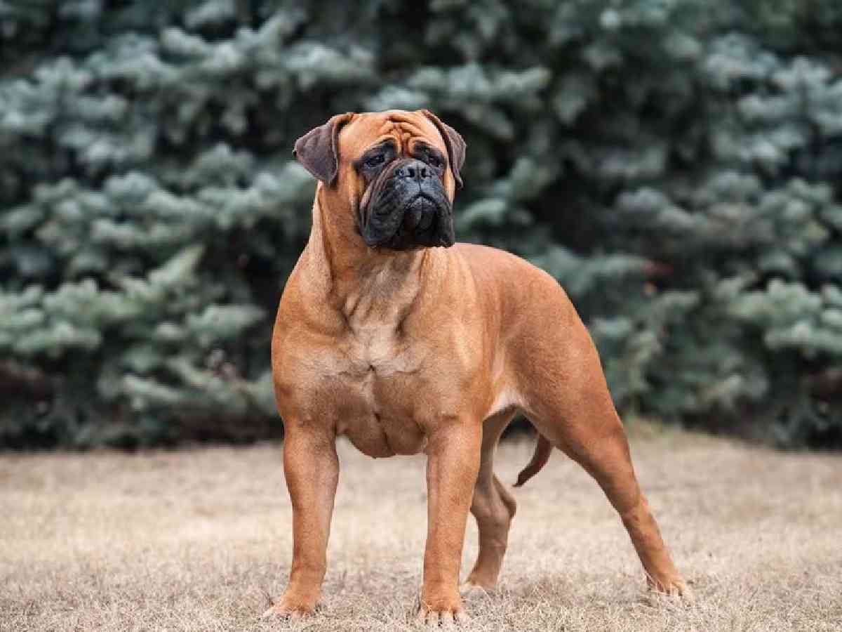 Bullmastiff: Large and powerful, they are known for their protective nature and gentle demeanor with family.