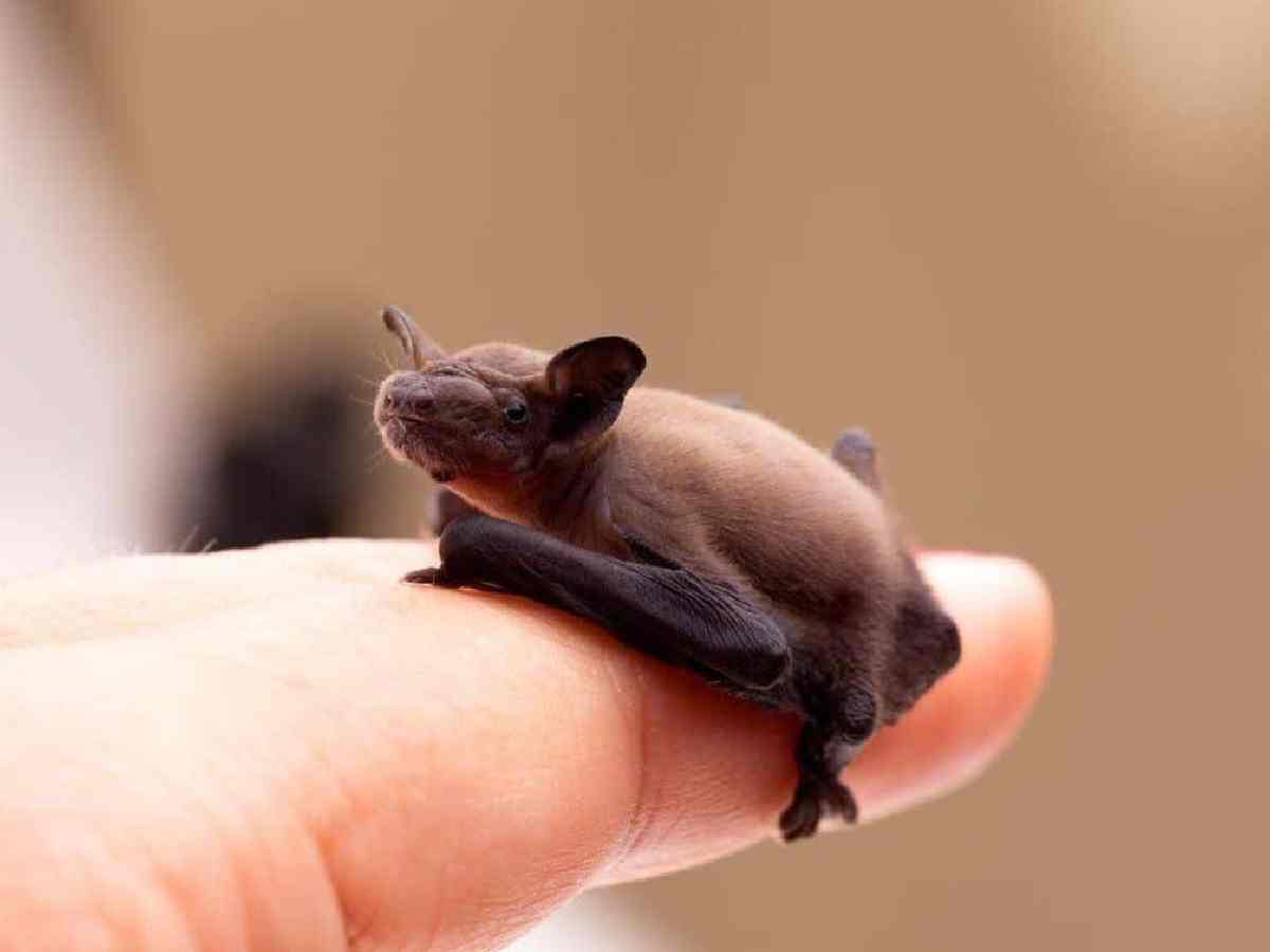 Bumblebee Bat: Also known as Kitti's Hog-Nosed Bat, this bat is the smallest mammal by skull size, weighing about 2 grams and having a wingspan of 5.7 inches.