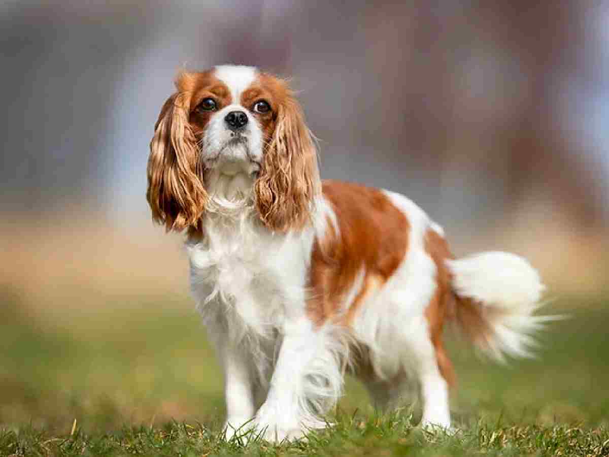 Cavalier King Charles Spaniel: Friendly, affectionate, and well-suited to apartment living or houses, they make great lap dogs. 