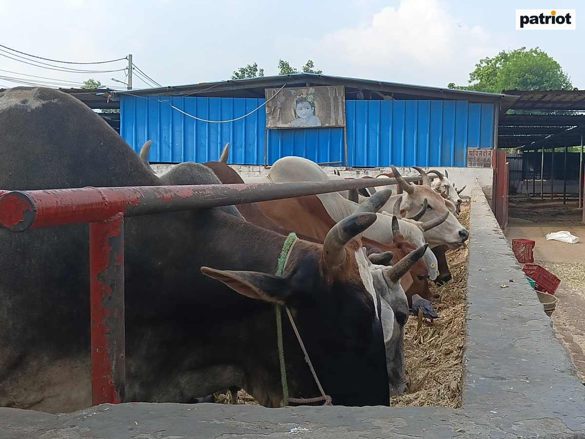 Delhi: Government neglect and overcrowding worsen cattle crisis