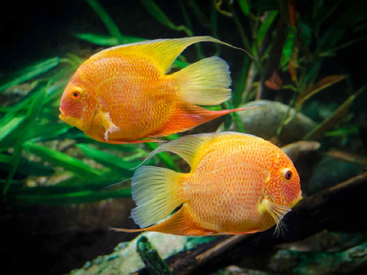 Discus Fish - Discus fish are admired for their round bodies and intricate color patterns, making them a stunning centerpiece in larger aquariums.