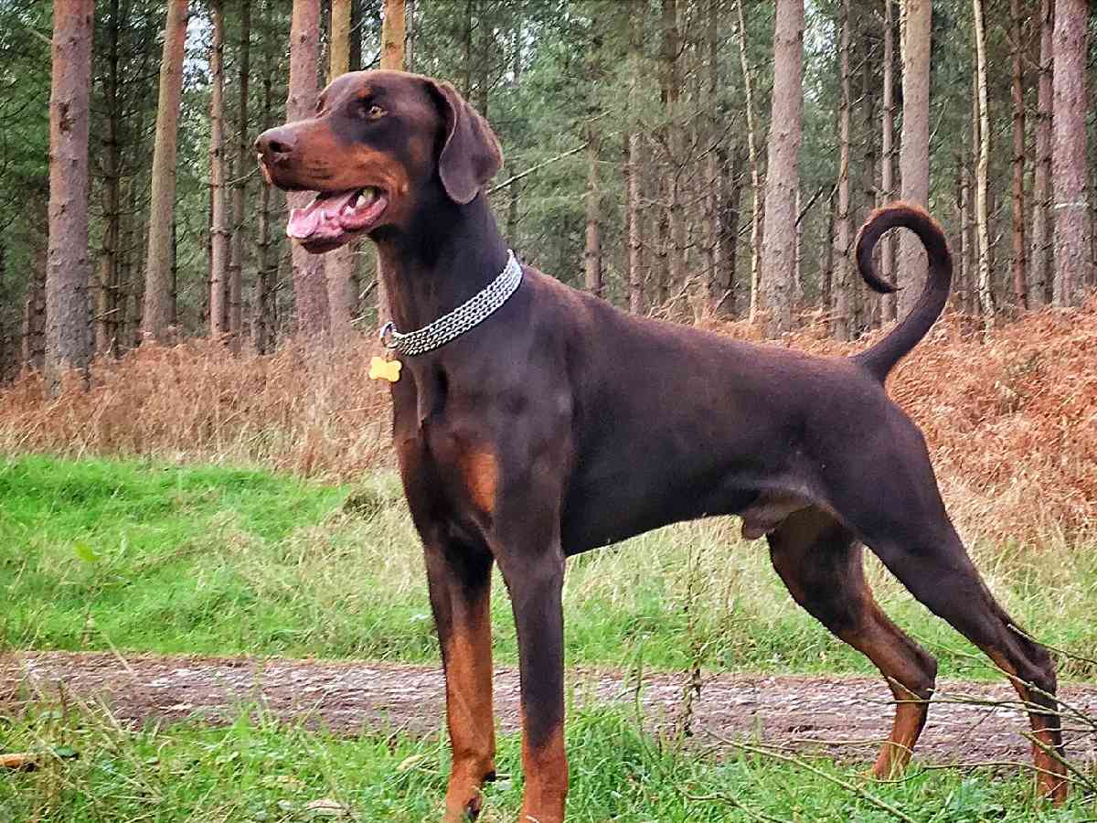 Doberman Pinscher: Alert and fearless, they make effective watchdogs and protectors.