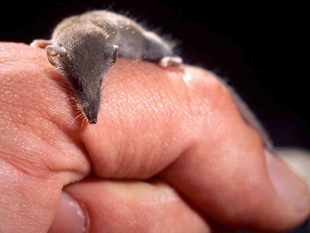 Etruscan Shrew: Weighing only about 1.8 grams, this tiny mammal is the smallest by mass and is known for its rapid metabolism.