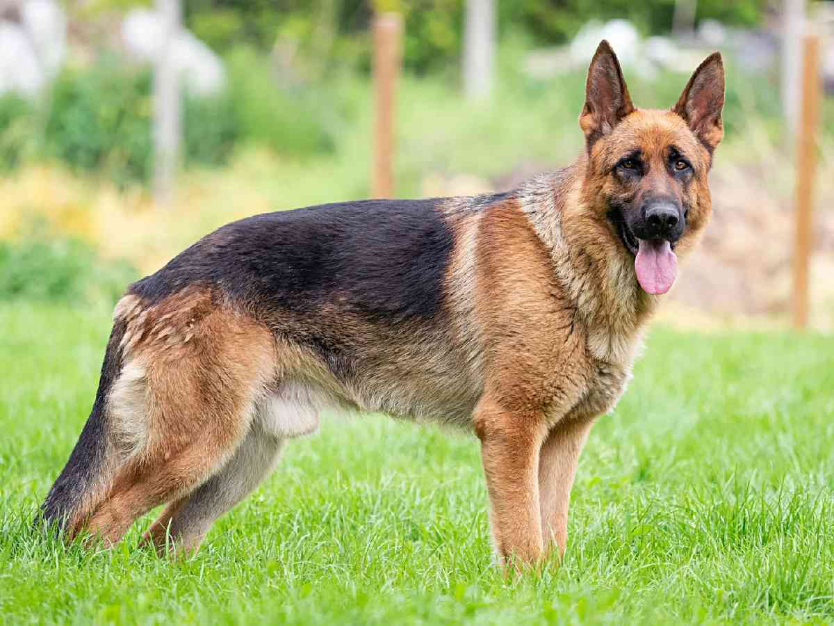 German Shepherd: Known for their loyalty and intelligence, making them excellent guard dogs.