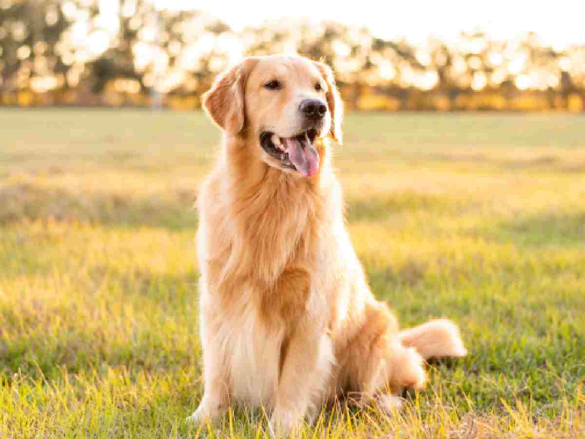 Golden Retriever: Affectionate and intelligent, they are excellent companions for families and individuals alike.