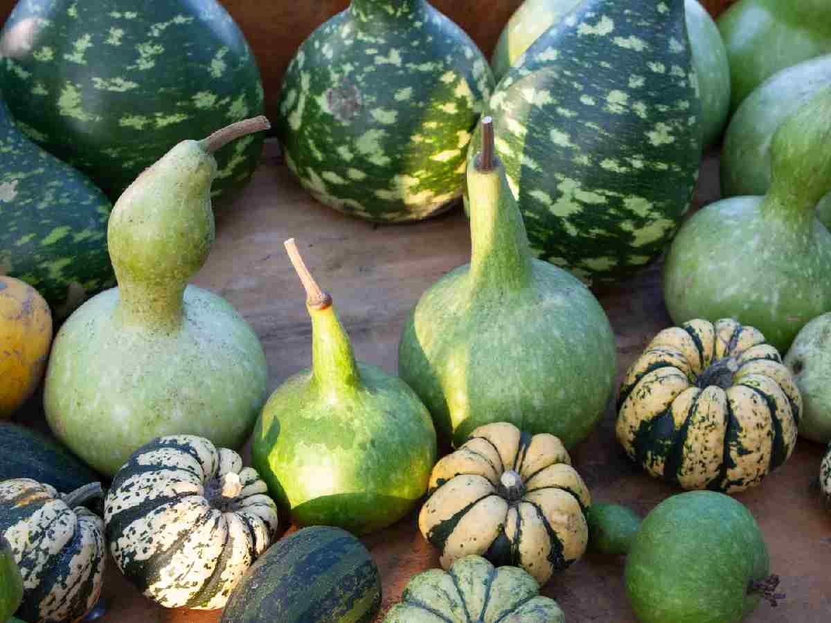 5 Types Of Gourds To Eat In Monsoon