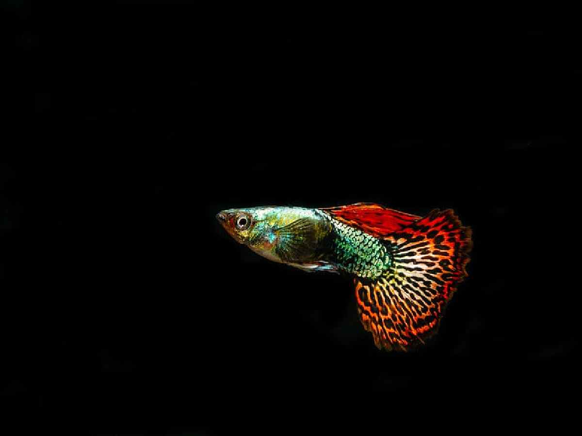 Guppies - Guppies come in a variety of bright colors and patterns, making them a lively addition to any aquarium.