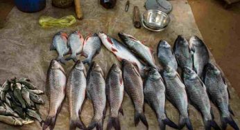 Delhi: Bangladesh’s political turmoil drives up Hilsa’s price