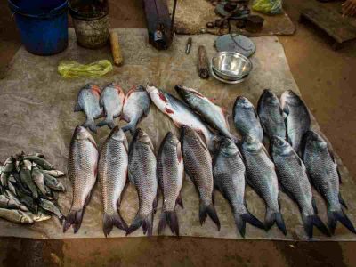 Delhi: Bangladesh’s political turmoil drives up Hilsa’s price