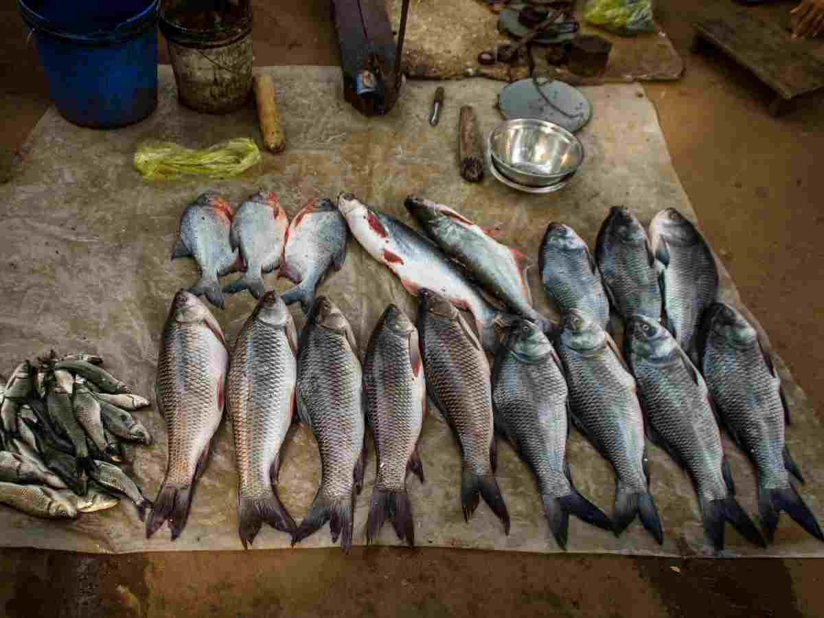 Delhi Hilsa fish