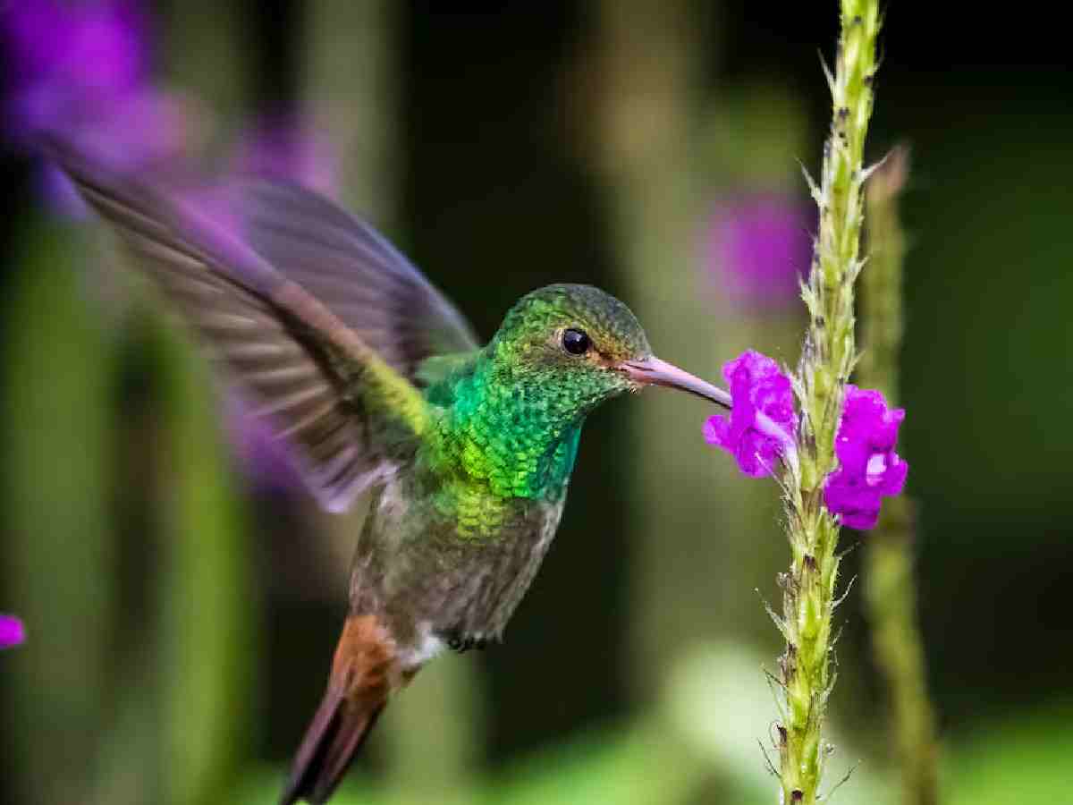 Hummingbird: Small but spectacular, with iridescent feathers and rapid, hovering flight.