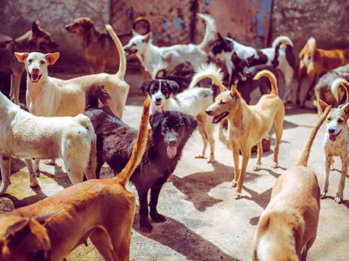 International Dog Day: Stray dogs surge causes 15% spike in bite cases in Delhi