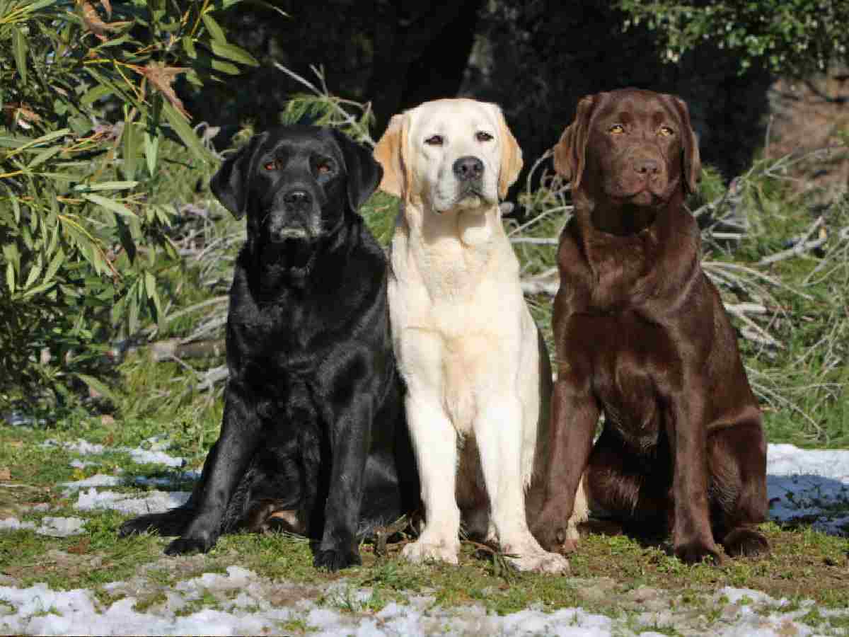 Labrador Retriever: Known for their friendly and outgoing nature, making them great family pets.