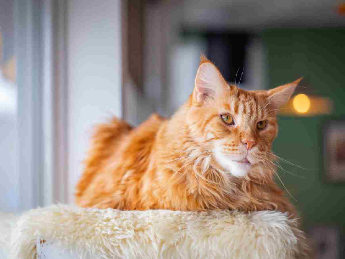 Maine Coon: Large and friendly, with tufted ears and a playful nature.