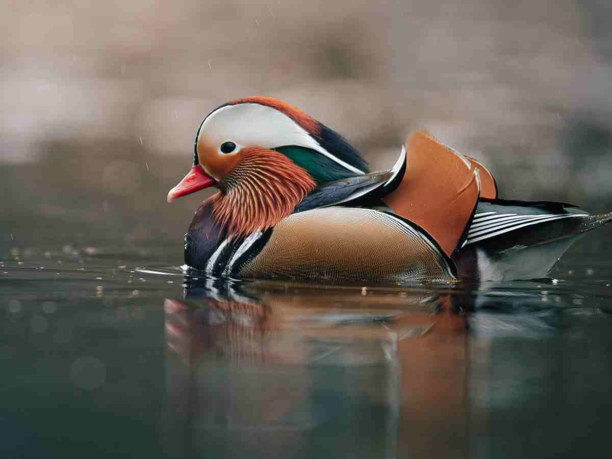 Mandarin Duck: Features elaborate and colorful plumage with striking patterns.