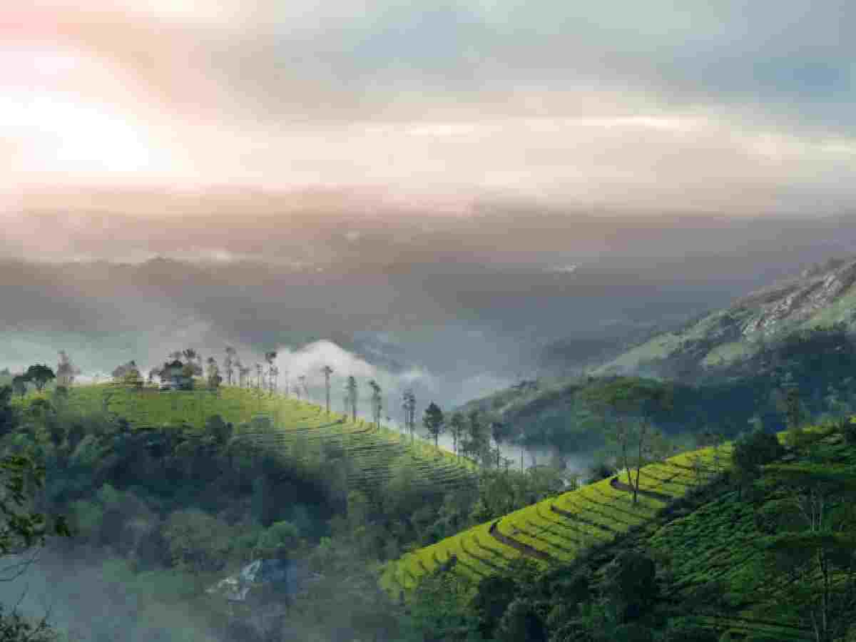 Munnar, Kerala: Discover lush tea gardens, scenic views from Top Station, and wildlife at Eravikulam National Park in Kerala's popular hill station.