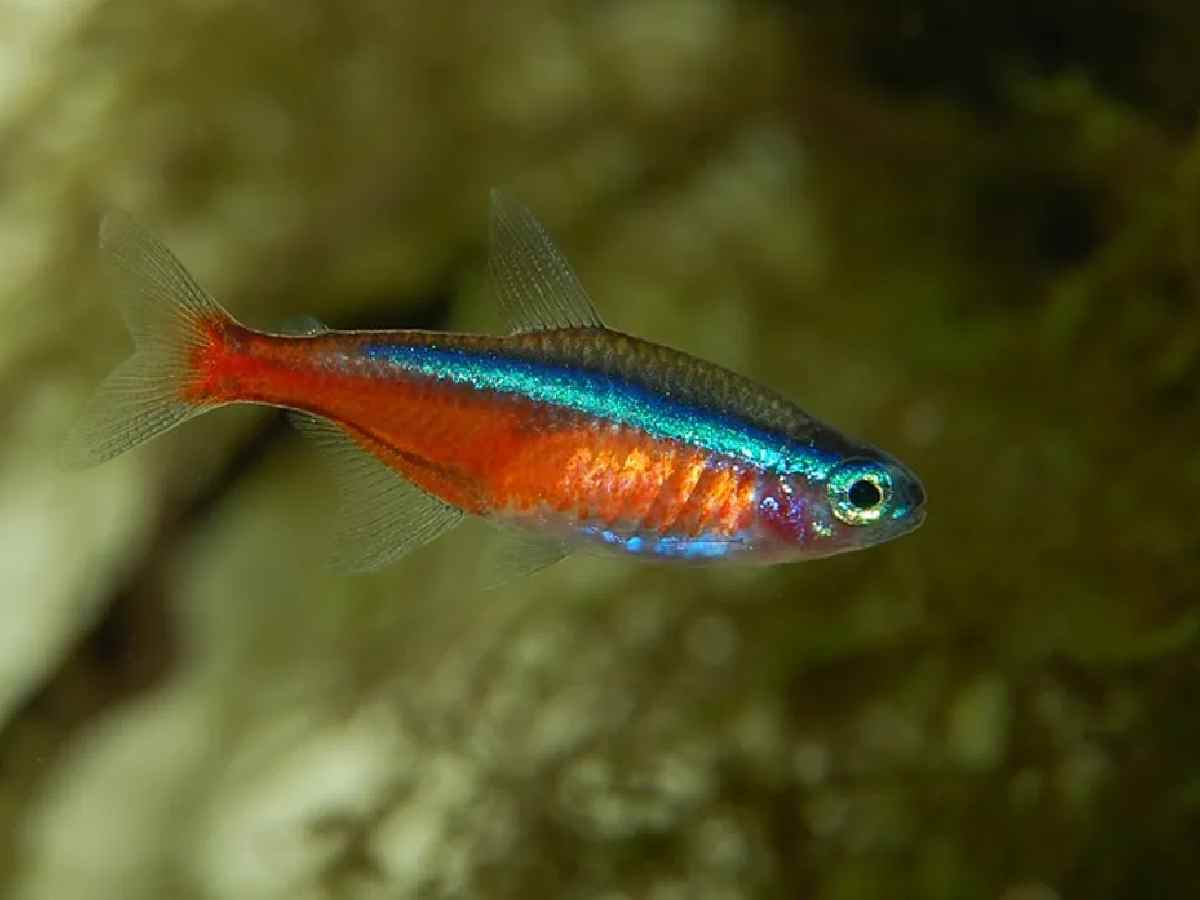 Neon Tetras - With their striking blue and red stripes, Neon Tetras are small but eye-catching in a school.