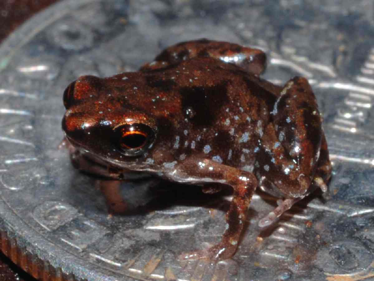 Paedophryne Amauensis: This tiny frog from Papua New Guinea holds the title for the smallest vertebrate, measuring just 7.7 mm in length.