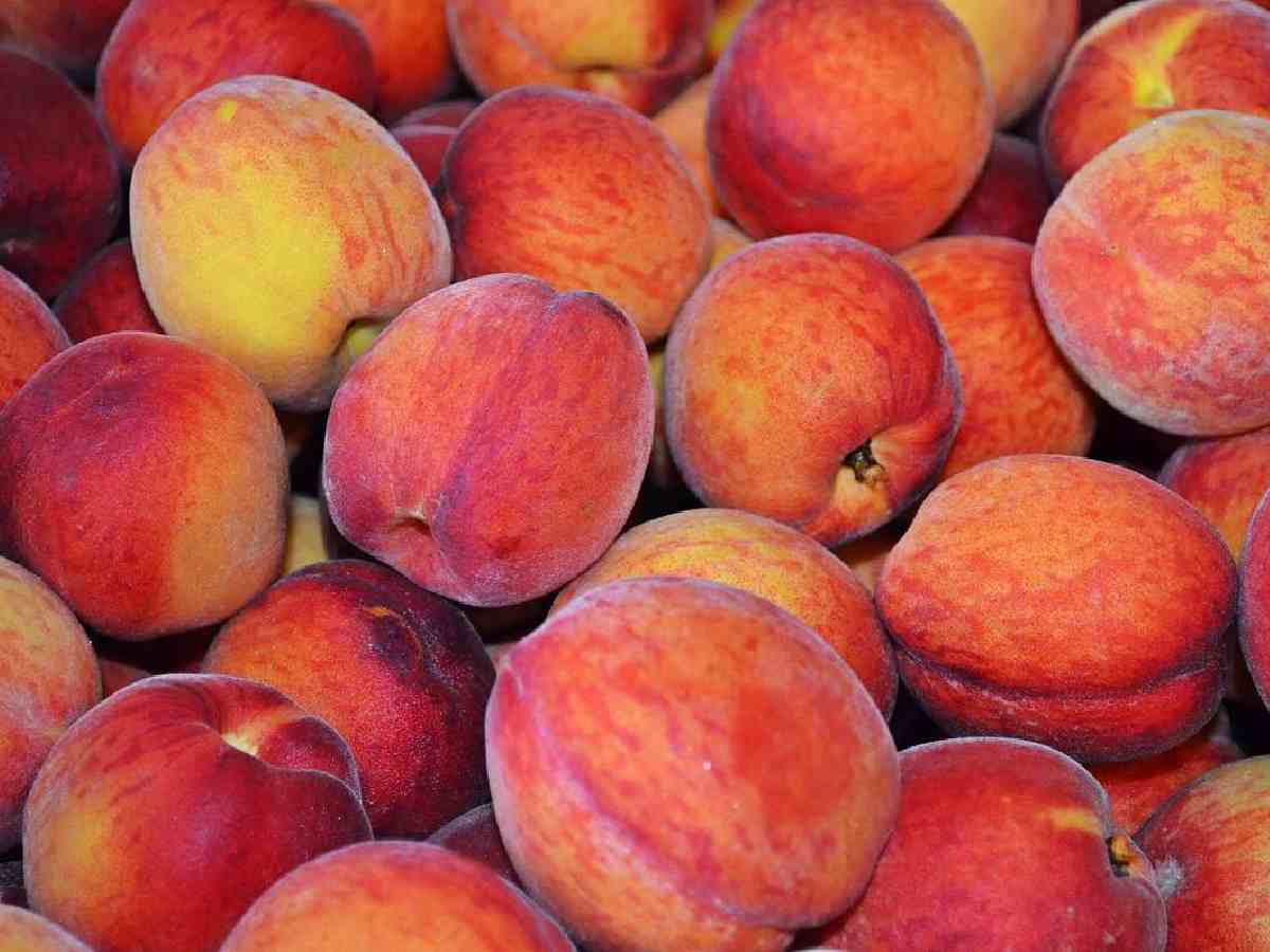 National Peach Day