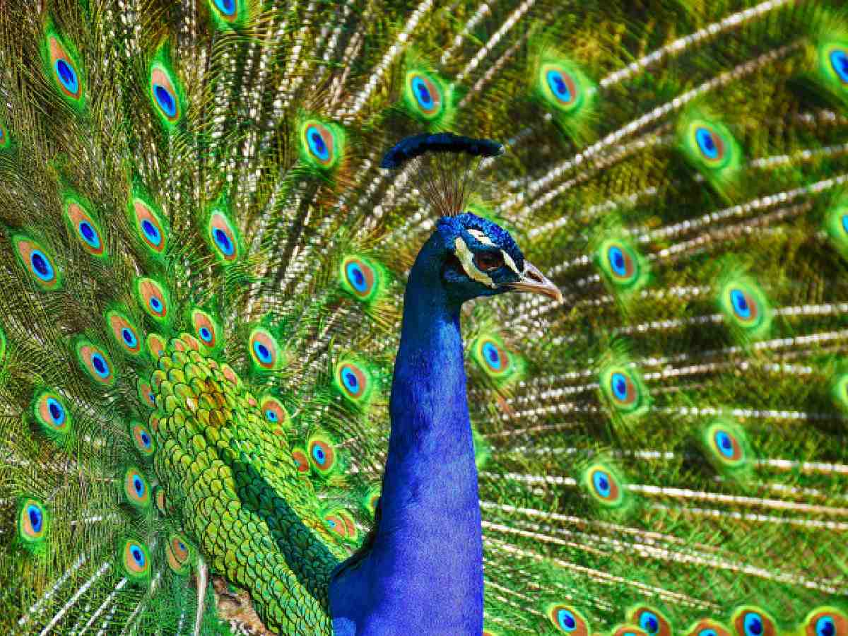 Peacock: Renowned for its stunning iridescent tail feathers and vibrant colors.