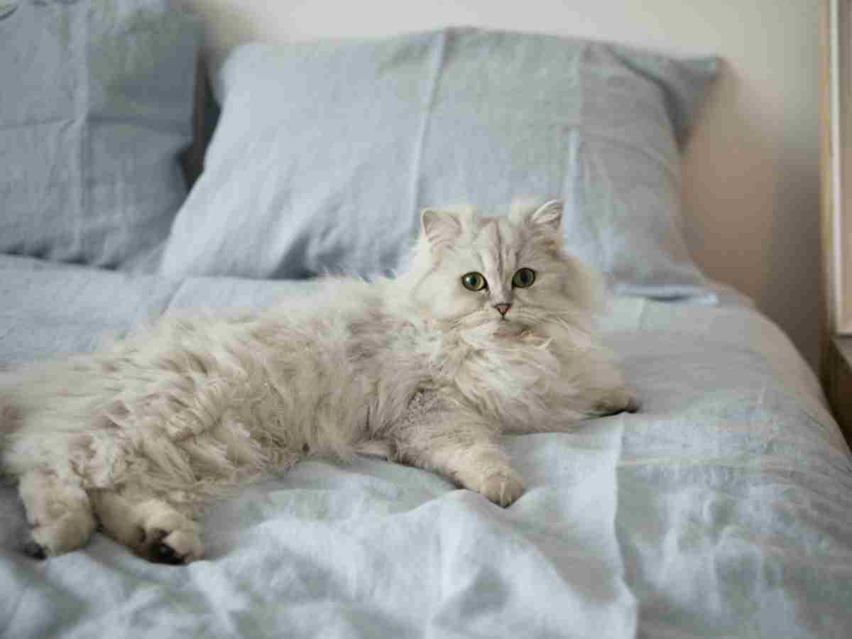 Persian: Known for their long, luxurious fur and sweet, expressive faces.