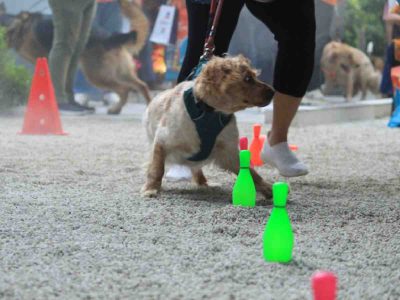 LEISURE: Fun activities for pets at The Big Tree cafe