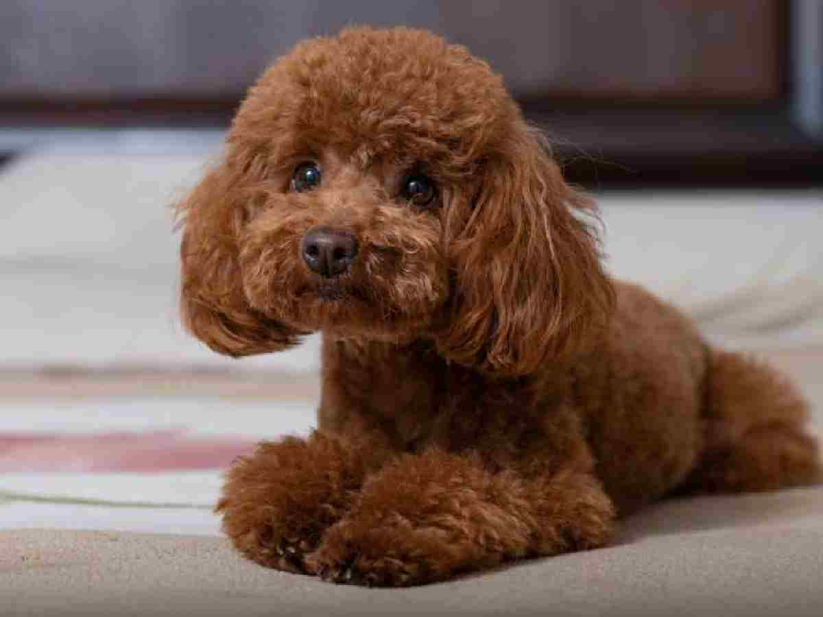 Poodle: Available in standard, miniature, and toy sizes, they are known for their intelligence and hypoallergenic coats.