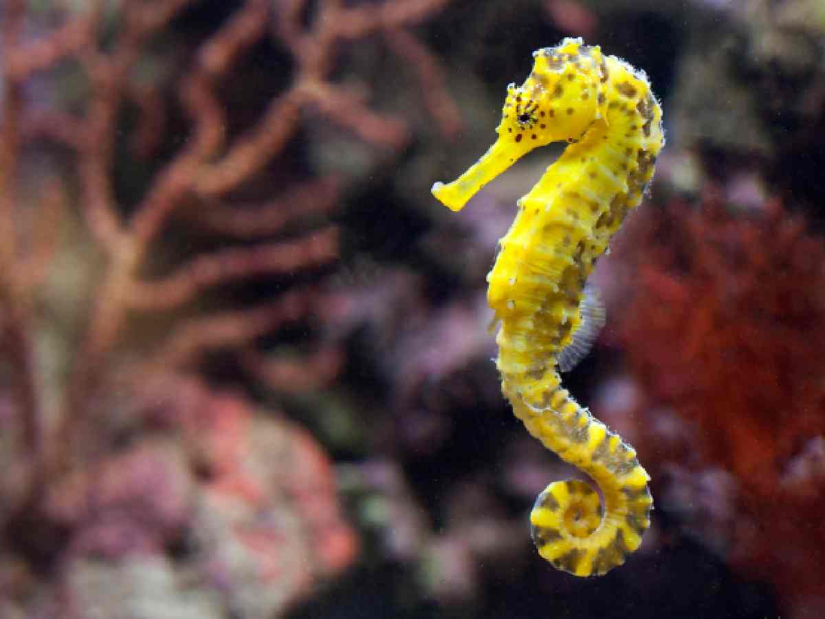 Pygmy Seahorse: At only 2 cm long, this camouflaged sea creature is one of the smallest marine animals and is often difficult to spot in coral reefs.