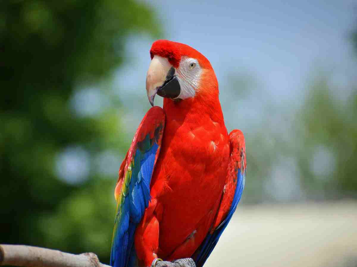 Scarlet Macaw: Known for its bright red, yellow, and blue plumage, making it a visual spectacle.