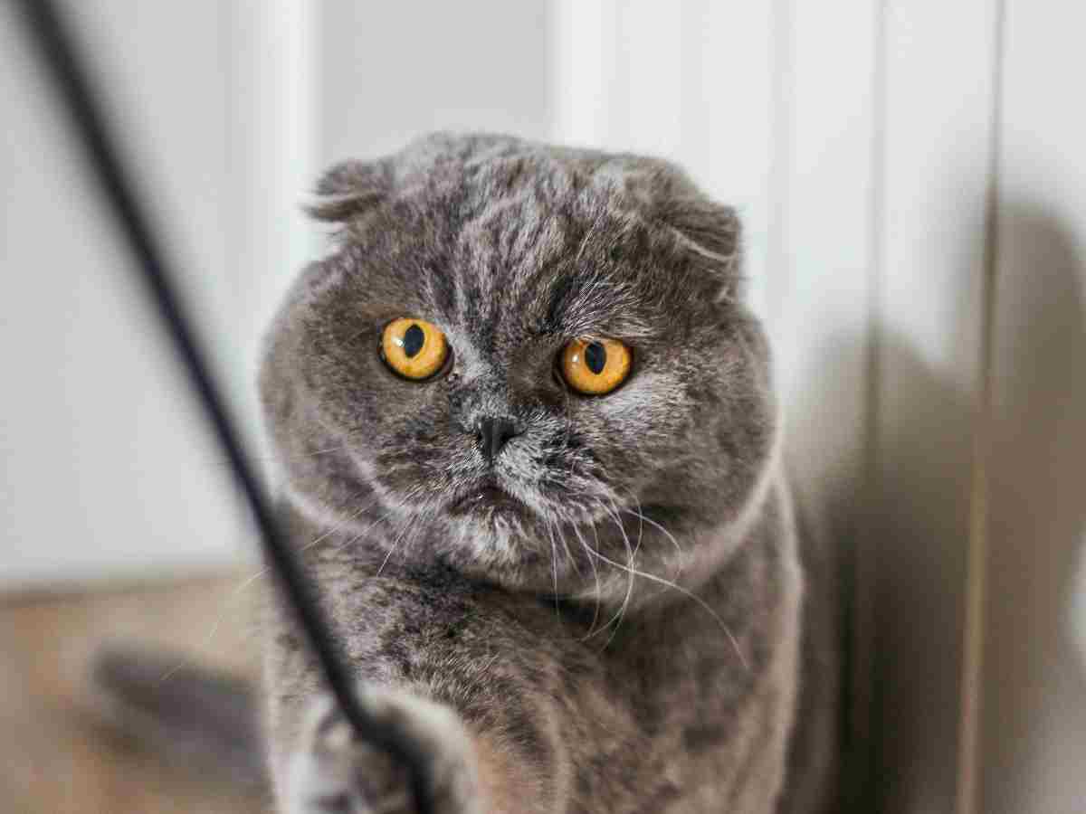 Scottish Fold: Famous for their unique folded ears and charmingly calm demeanour.