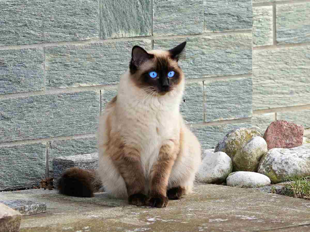 Siamese: Sleek and elegant, with striking blue eyes and a vocal personality.