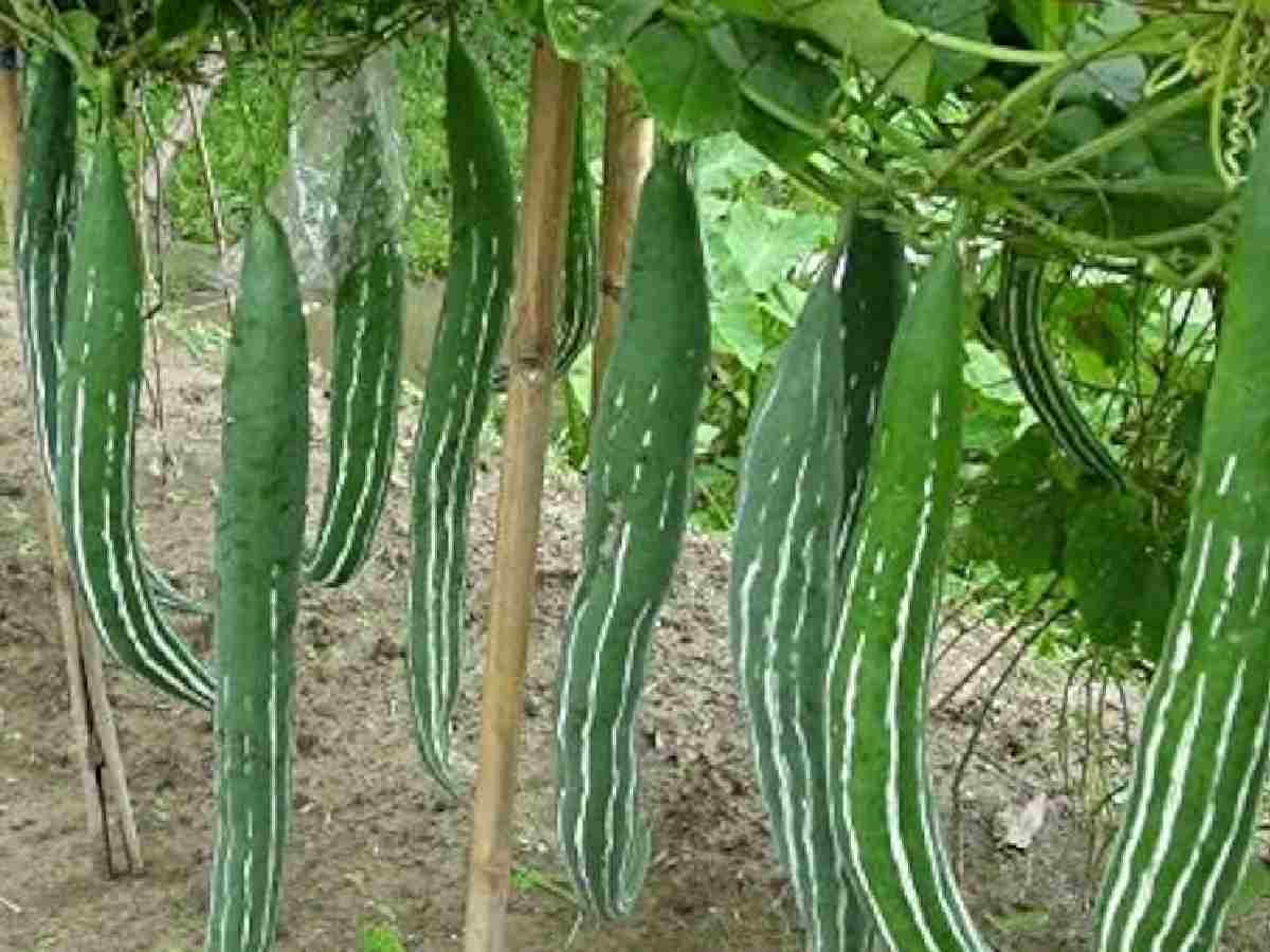  Snake Gourd (Padwal): This gourd is known for its mild flavour and is excellent for making nutritious stir-fries and curries, aiding in overall health