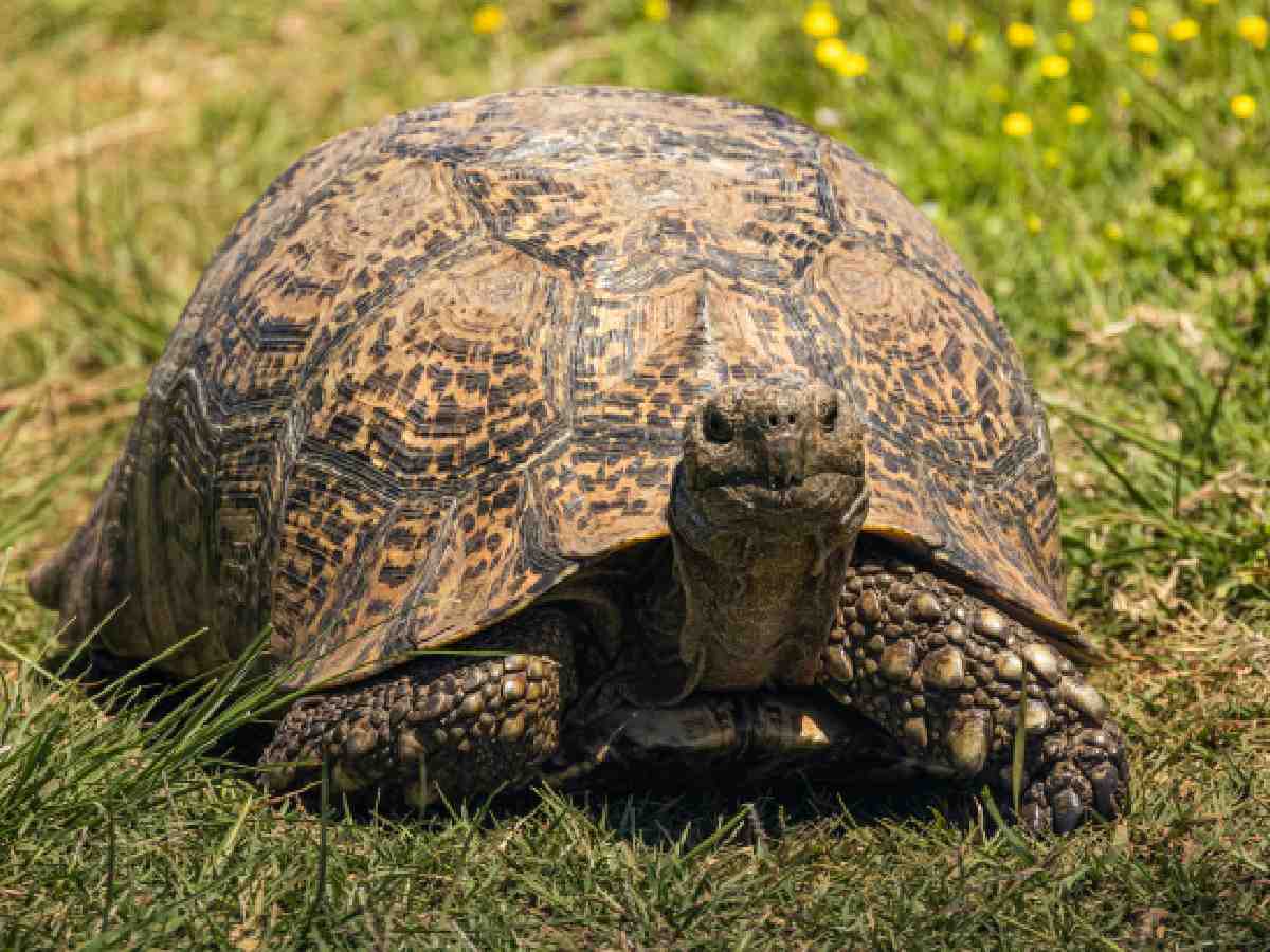 Speckled Padloper Tortoise: Found in South Africa, this tortoise is the smallest in the world, growing up to just 10 cm in length.