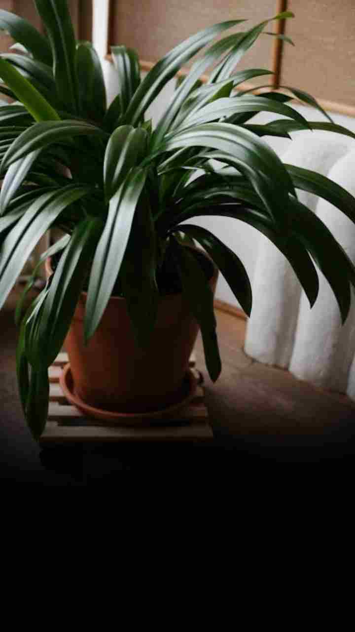 lily flower white Oriental Lily Casa Blanca