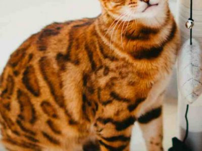 Bengal cat