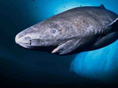 Greenland Shark