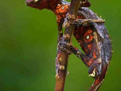 Leaf-Tailed Gecko