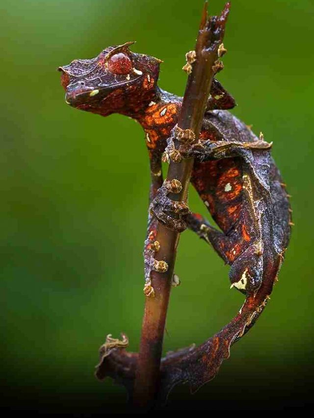 7 Animals Master of Disguise - The Patriot