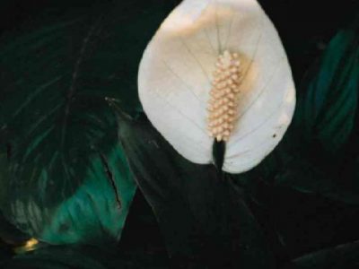 Peace Lily