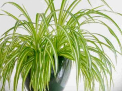 7 Health Benefits of Spider Plant