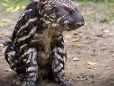 7 rare baby animals you've probably never seen before